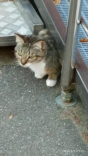 Кошка убежала из дома