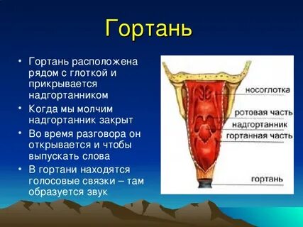 Горло описание фото