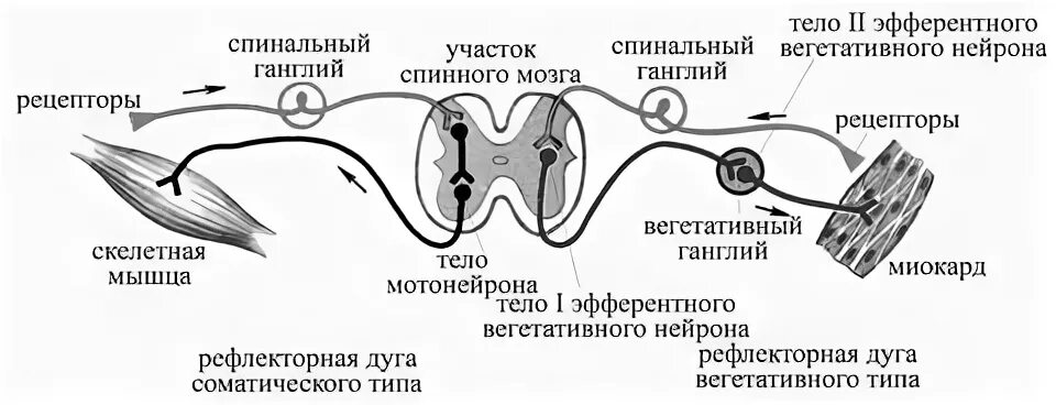 Вещества влияющие на афферентную иннервацию Вещества влияющие