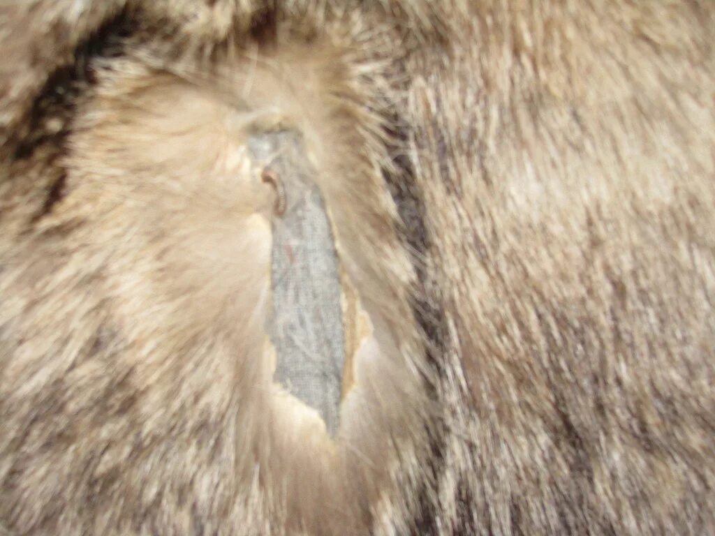 Ел мех. Моль от шубы. Ел мех. Моль съела шубу. Моль съела шубу.