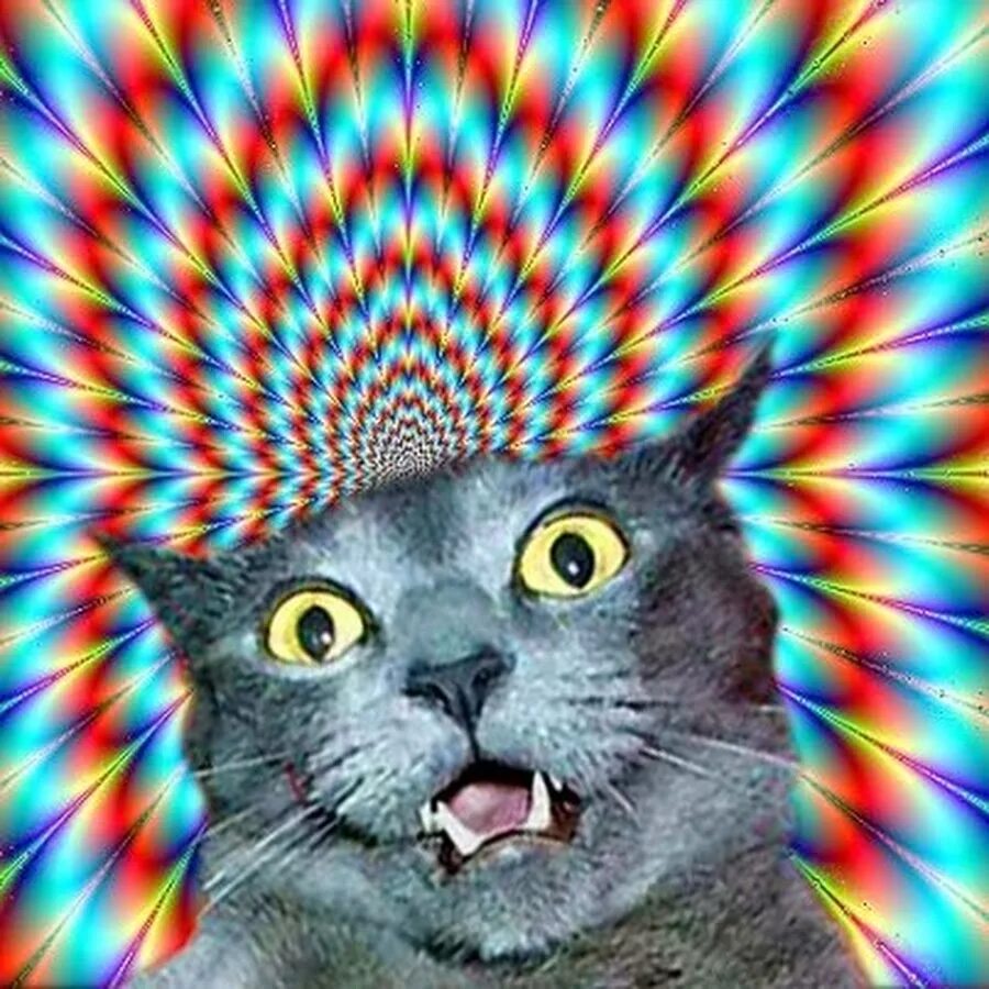 Коте номе