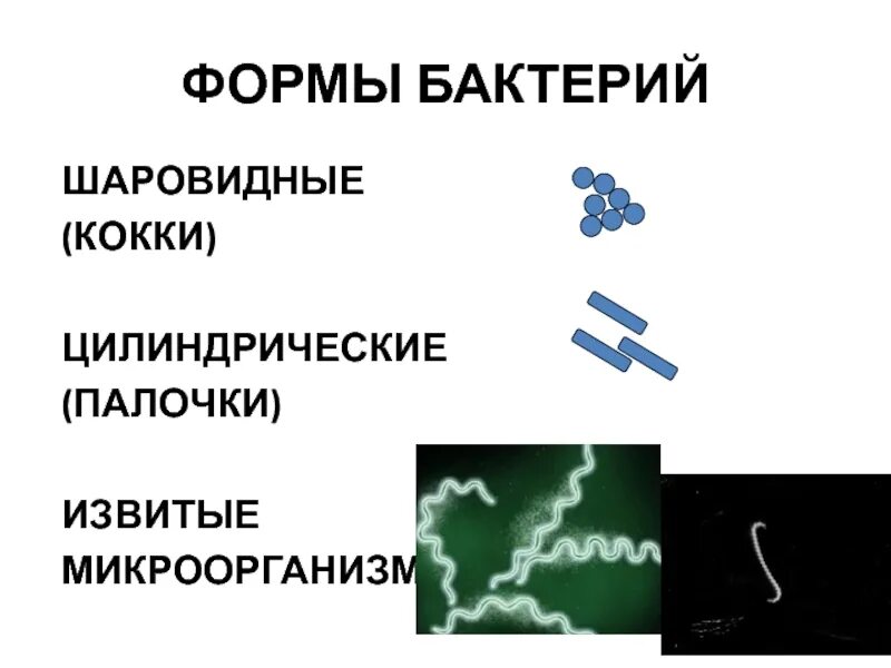 Шаровидные формы бактерий. Шаровидные кокки. Формы бактерий шаровидные микрококки. Строение кокковидных бактерий. Кокки микрококки.