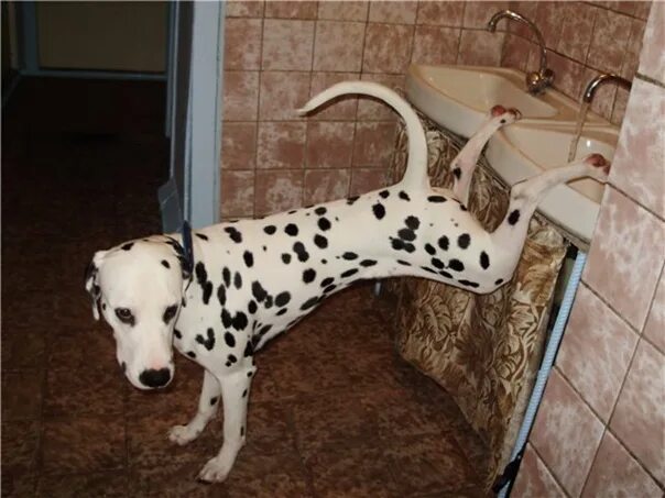 Чем мыть лапы собаке. Мойка для собак. Мойка для лап собаки. Поддон для мытья лап собакам. Собаке моют лапы.