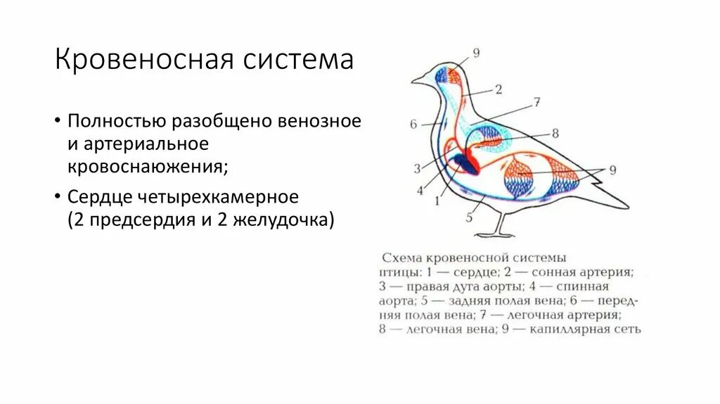 Схема кровообращения птиц. Кровеносная система птиц схема. Кровеносная система птиц 7 класс. Строение кровеносной системы птиц. Схема кровеносной системы птицы биология 7 класс.