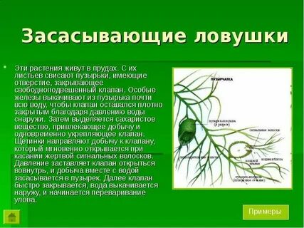 Проекты по биологии растения