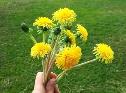 Одуванчик из пластилина