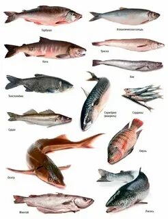 Отличия морской рыбы от пресноводной