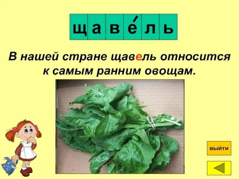 Знак ударения кухонный включишь щавель каталог. Щавель ударение. Правильное ударение в слове щавель. Ударение в слове щавелель. Ударение в слове ща Виль.