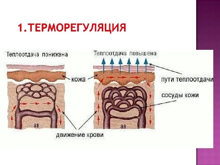 Кожа орган терморегуляции. Кожа как орган теплоотдачи. Функция терморегуляции кожи. Терморегуляция кожи человека.