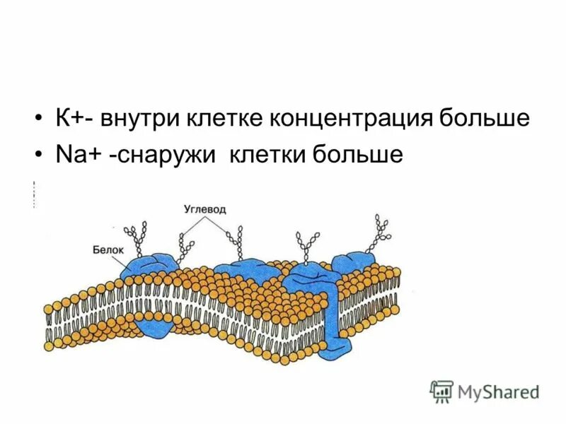 Фосфолипиды клеточной мембраны строение. Из чего состоит мембрана клетки. Строение мембраны клетки рисунок. Клеточная мембрана цвет. Клеточная мембрана цвет.