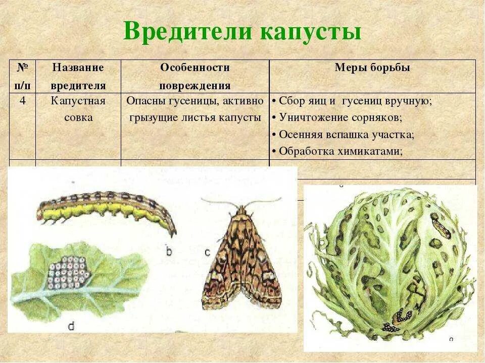Название вредителей растений