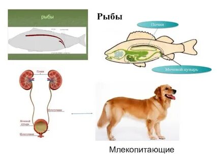 Функции выделительной системы млекопитающих