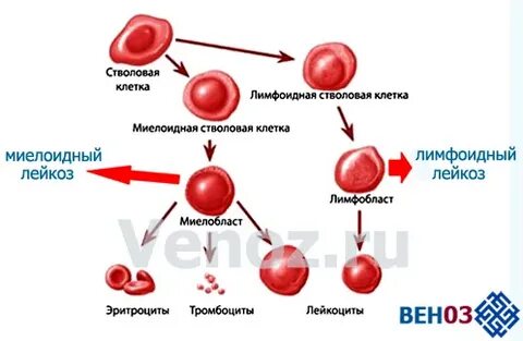 Миелобластный лейкоз клинические рекомендации