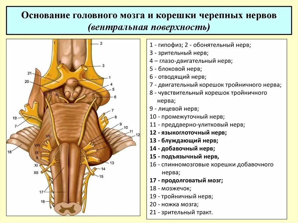 Корешки черепно-мозговых нервов. Основание головного мозга выходы Корешков головных нервов. Вентральная поверхность ствола головного мозга. Анатомическое строение ствола мозга.