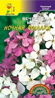 Ночная фиалка семена