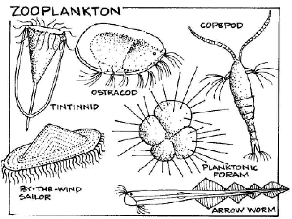 Зоопланктон пресных водоемов. Зоопланктон. Донные организмы зоопланктон. Зоопланктон рисунок. Планктон зоопланктон.