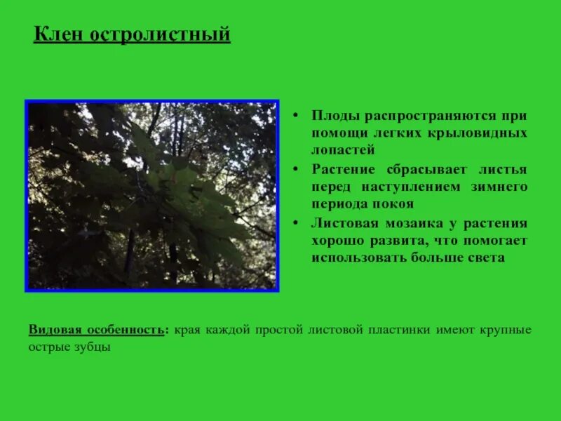 Клён остролистный описание дерева. Среда обитания клена остролистного. Клён остролистный описание листа. Клен остролистный краткое описание.