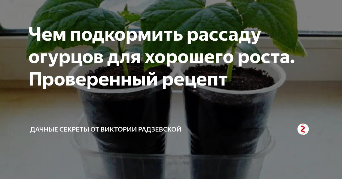 Огурцы подкормка рассады после всходов. Подкормка огурцов рассады огурцов. Подкормить рассаду огурцов. Подкормк а россады огур. Удобрение для подкормки рассады огурцов.