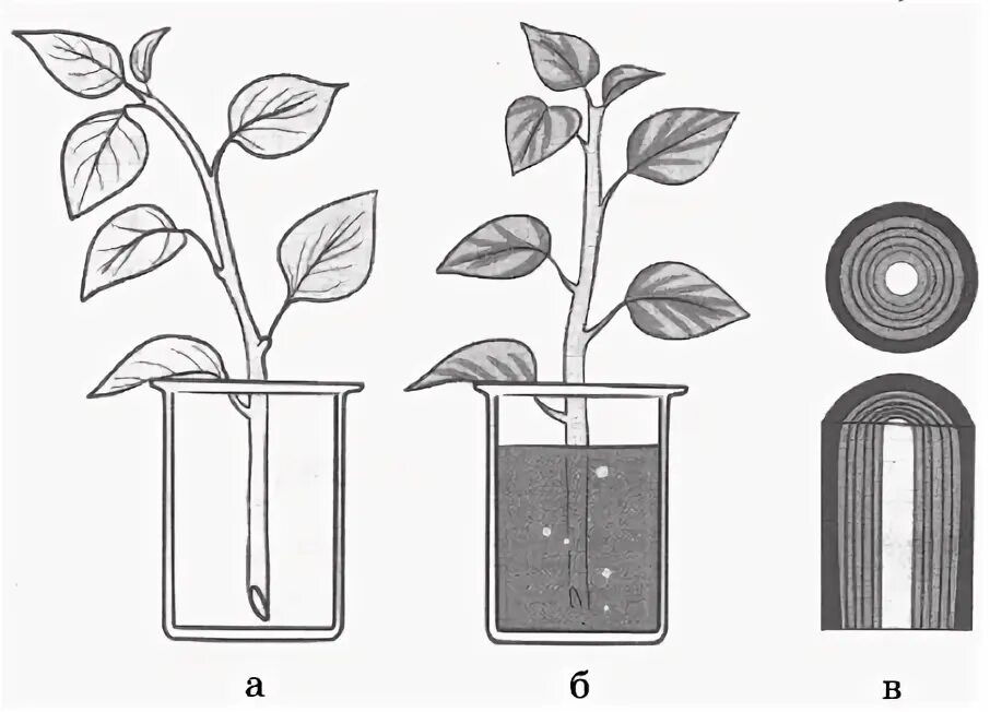 Транспорт воды по стеблю. Опыты с побегами растений. Схема движения веществ по стеблю. Передвижение воды и Минеральных веществ по стеблю. Какой слой стебля окрасился в подкрашенной воде