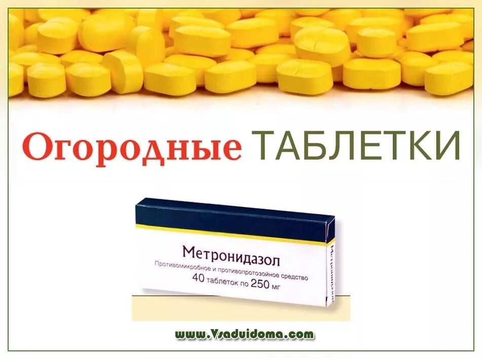 Метронидазол для помидор. Метронидазол в огороде. метронидазол томат. огородный лекарства. метронидазол от вредителей на огороде.