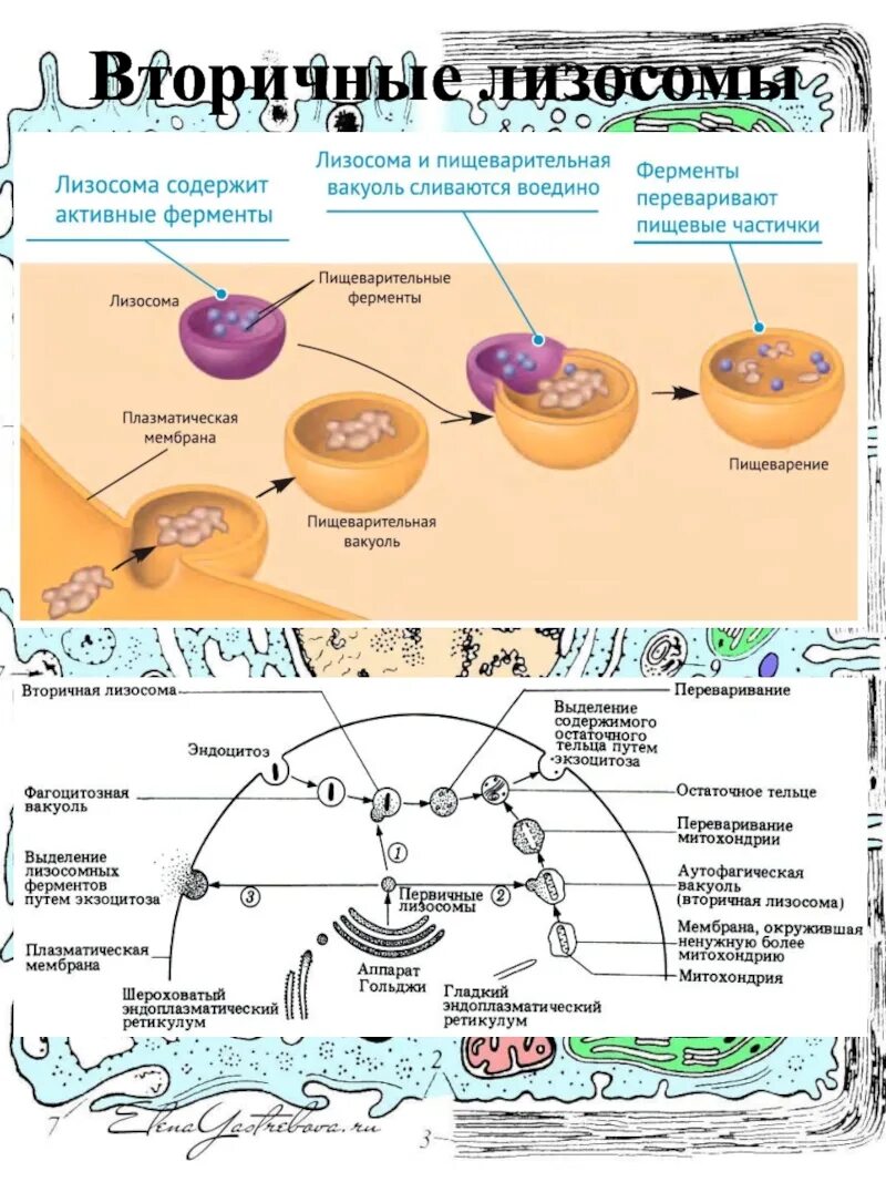 Лизосомы первичные вторичные и третичные. Лизосомы первичные и вторичные схема. Схема образования первичной лизосомы. Первичная лизосома на схеме. Объект лизосома центриоль процесс внутриклеточное пищеварение