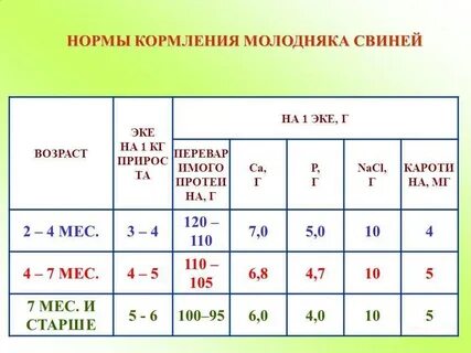 Кормление молодняка