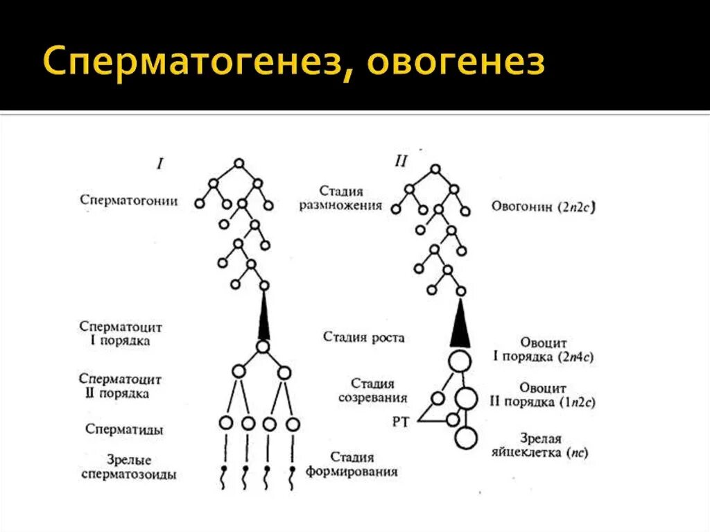 Этапы сперматогенеза 6 этапов
