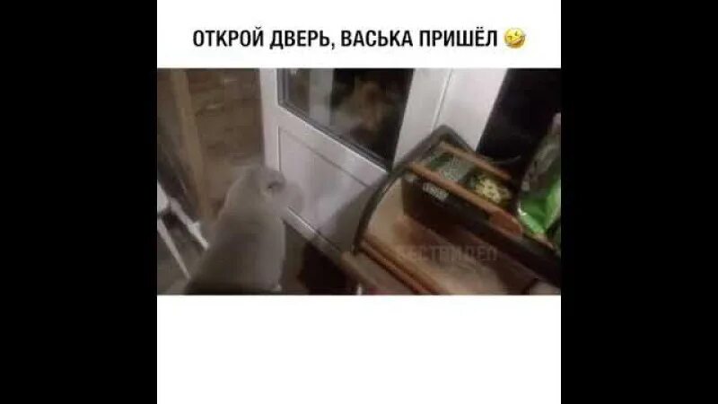 Кот говорит откройте видео. Кот говорит Открой дверь. Открой дверь говорящий кот. Саня Открой дверь. Кот говорит Открой.