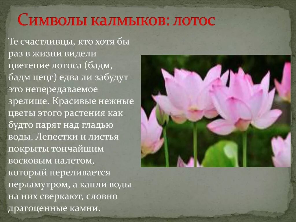 Лотос символ чего. Что символизирует лотос. цветок лотоса символ чего. калмыцкий лотос символ. что символизирует лотос цветок.