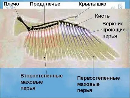 Верхние кроющие крыла