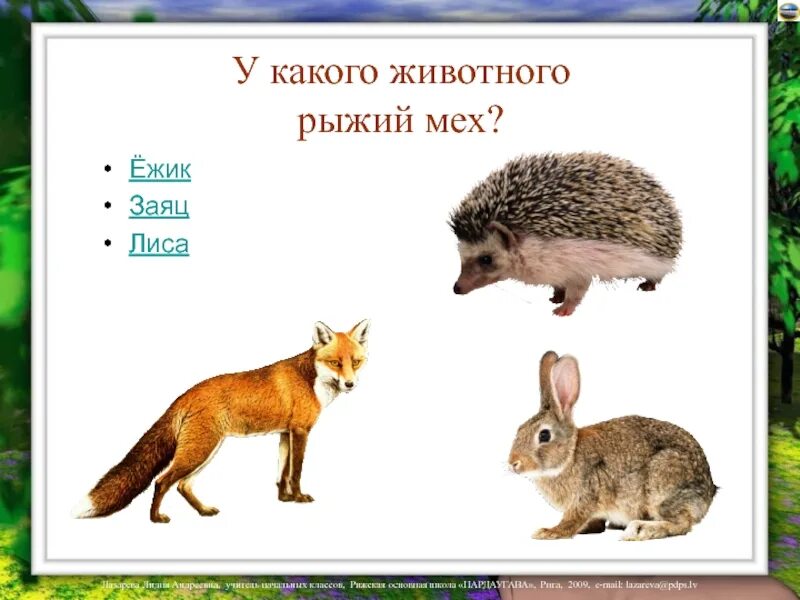 Дикие животные волк лиса заяц медведь. Презентация дикие животные. заяц ёж и белка. дикие животные заяц презентация для детей. дикие животные заяц еж для детей.