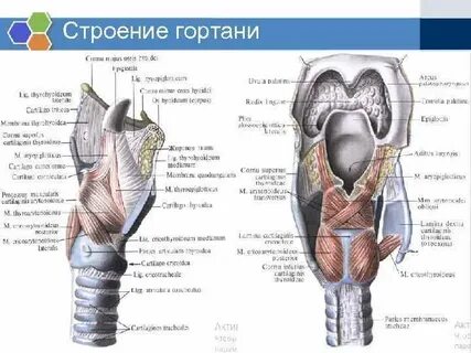 Спереди гортани располагаются