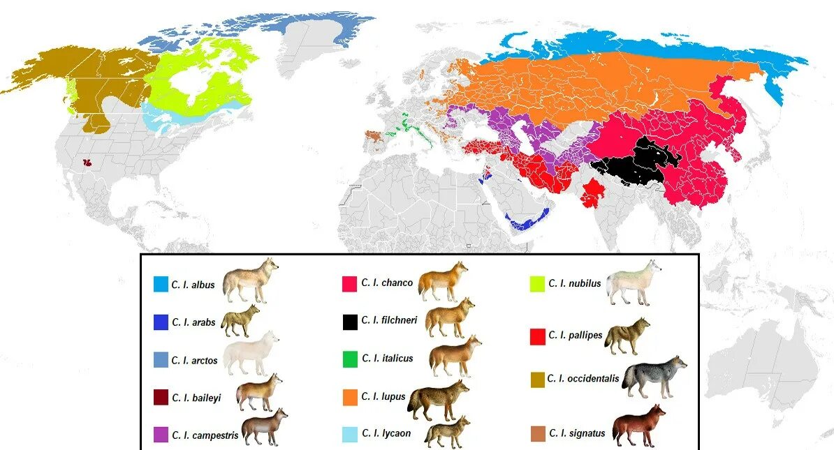 Географические признаки волка обыкновенного в каких. Ареал обитания серых Волков. Волк ареал обитания в России. Ариал обитания Волков в России. Ареал обитания Волков в России на карте.