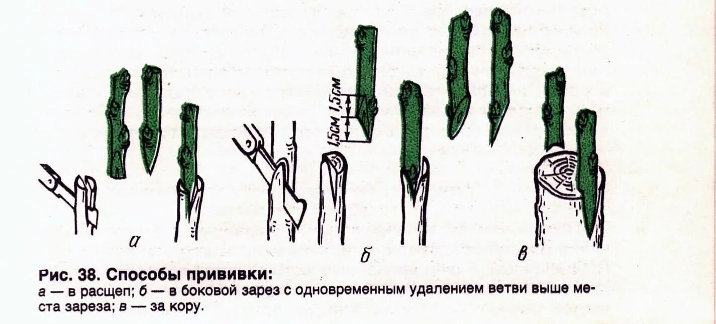 Размножение деревьев черенками. Способы прививки плодовых деревьев окулировка. прививка яблони методом окулировки. размножение прививкой схема. размножение прививкой окулировка.