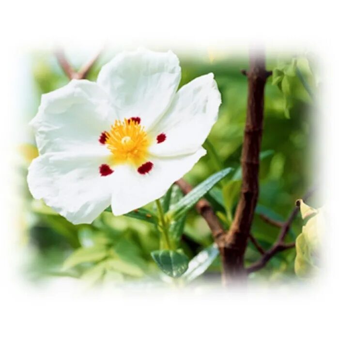 Лабданум что это. Cistus ladaniferus. лабданум. лабданум смолa. французский лабданум.