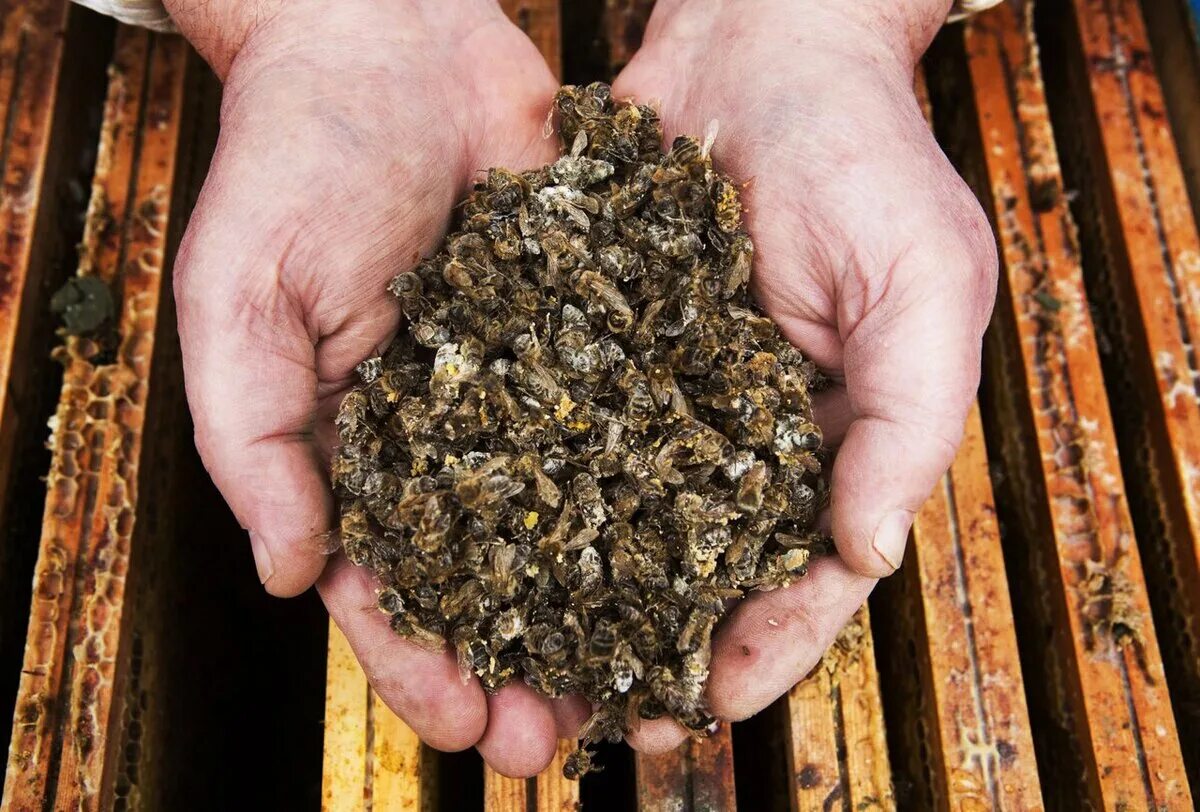 Пчелы гибнут. Массовая гибель пчел. Гибель пчел от пестицидов. Исчезновение пчел.