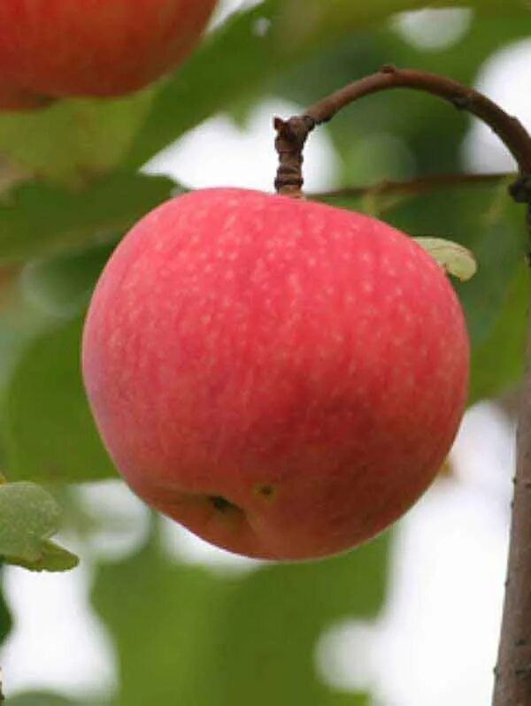 Купить яблоня мельба. Яблоня Мельба. Сорт яблони Мельба. Яблоня «Мельба»дерево с плодами. Саженцы яблони Мельба.