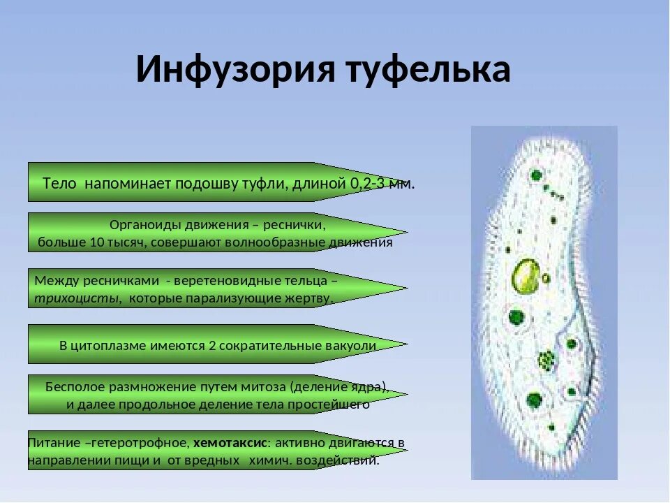 Лабораторная инфузория туфелька. Инфузория туфелька 7 класс биология. таблица функции органоидов инфузории. органоиды инфузории туфельки 7 класс. функции инфузории туфельки 7 класс биология.