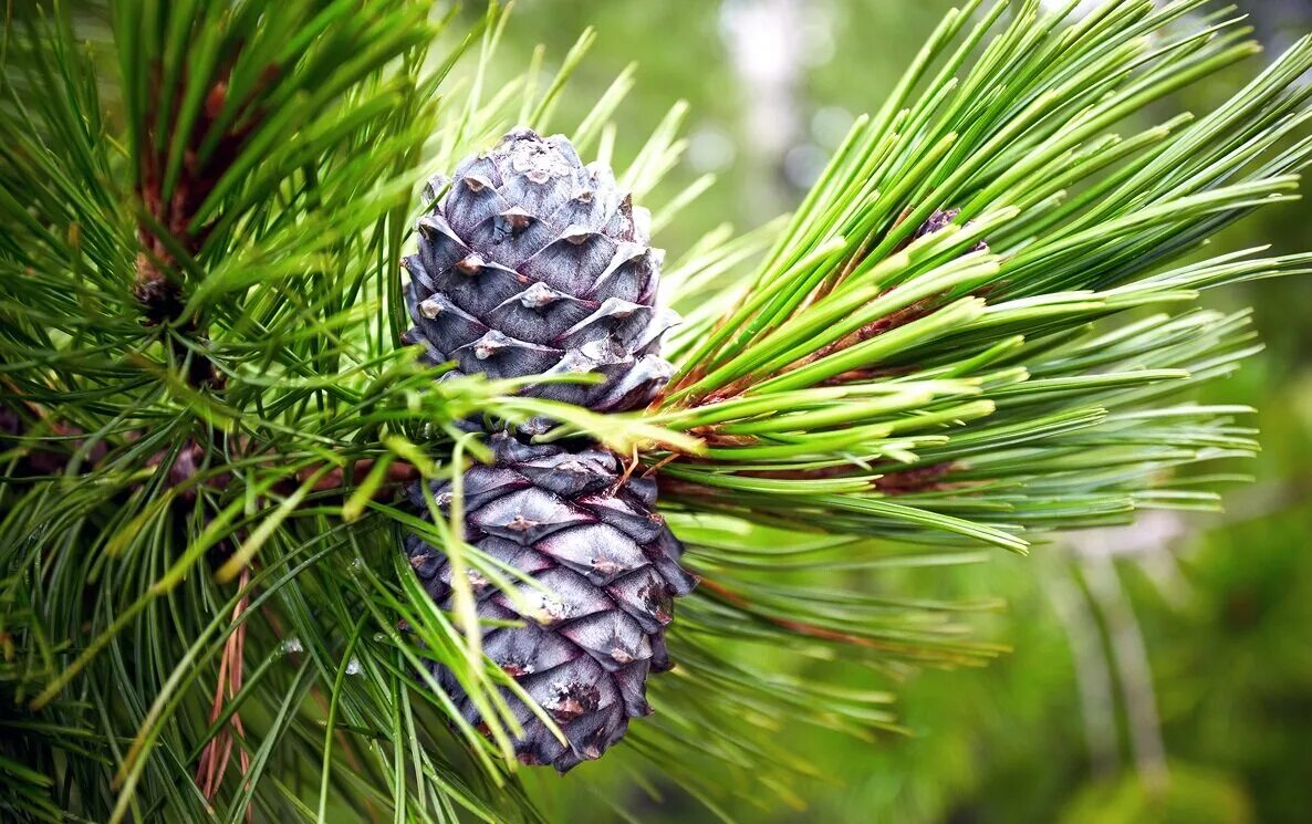 Кедр дерево с шишками. Сосна сибирская кедр сибирский. кедр сибирский pinus sibirica. сосна сибирская pinus sibirica. сибирский кедр (pinus sibirica du tour).