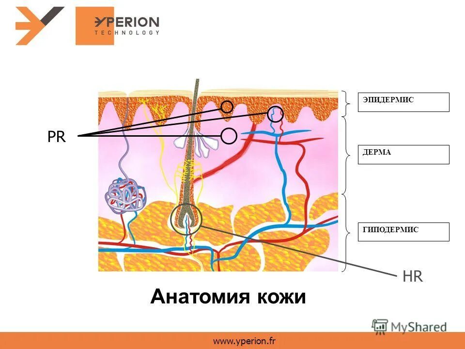дерма т. строение кожи эпидермис дерма. эпидермис дерма гиподерма. дерма строение и функции. строение кожи лица.