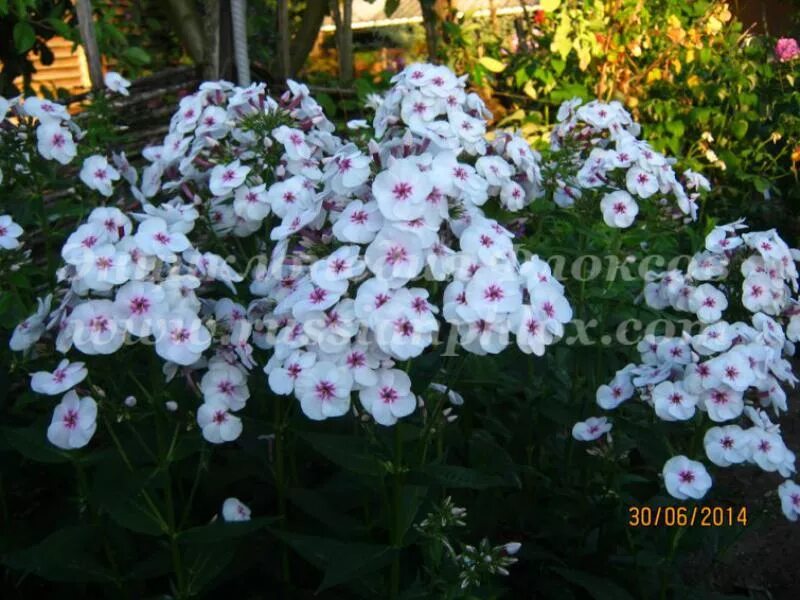 Флокс майкс фейворит. Флокс метельчатый майкс фаворит. Флокс метельчатый майкс фейворит. Флокс майкс фаворит. Флокс метельчатый майкс фейворит.