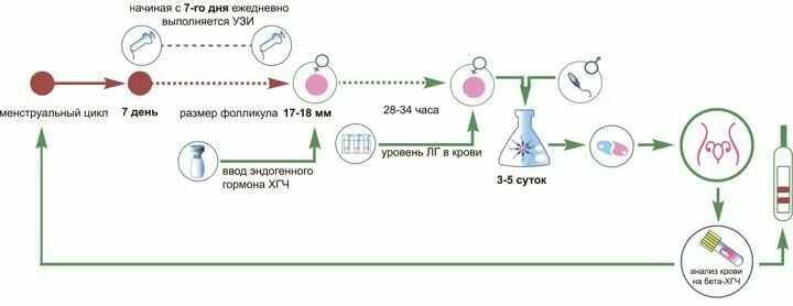 Стимуляция при эко. Стимуляция овуляции короткий протокол эко. протокол стимуляции овуляции клостилбегитом. протокол стимуляции овуляции схема. стимуляция овуляции эко схема.