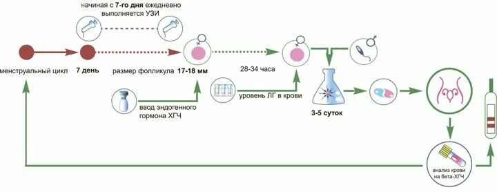 Схема стимуляции овуляции. Стимуляция овуляции короткий протокол эко. Стимуляция овуляции схема приема препаратов. Протокол стимуляции овуляции клостилбегитом. Стимуляция овуляции протокол схема.