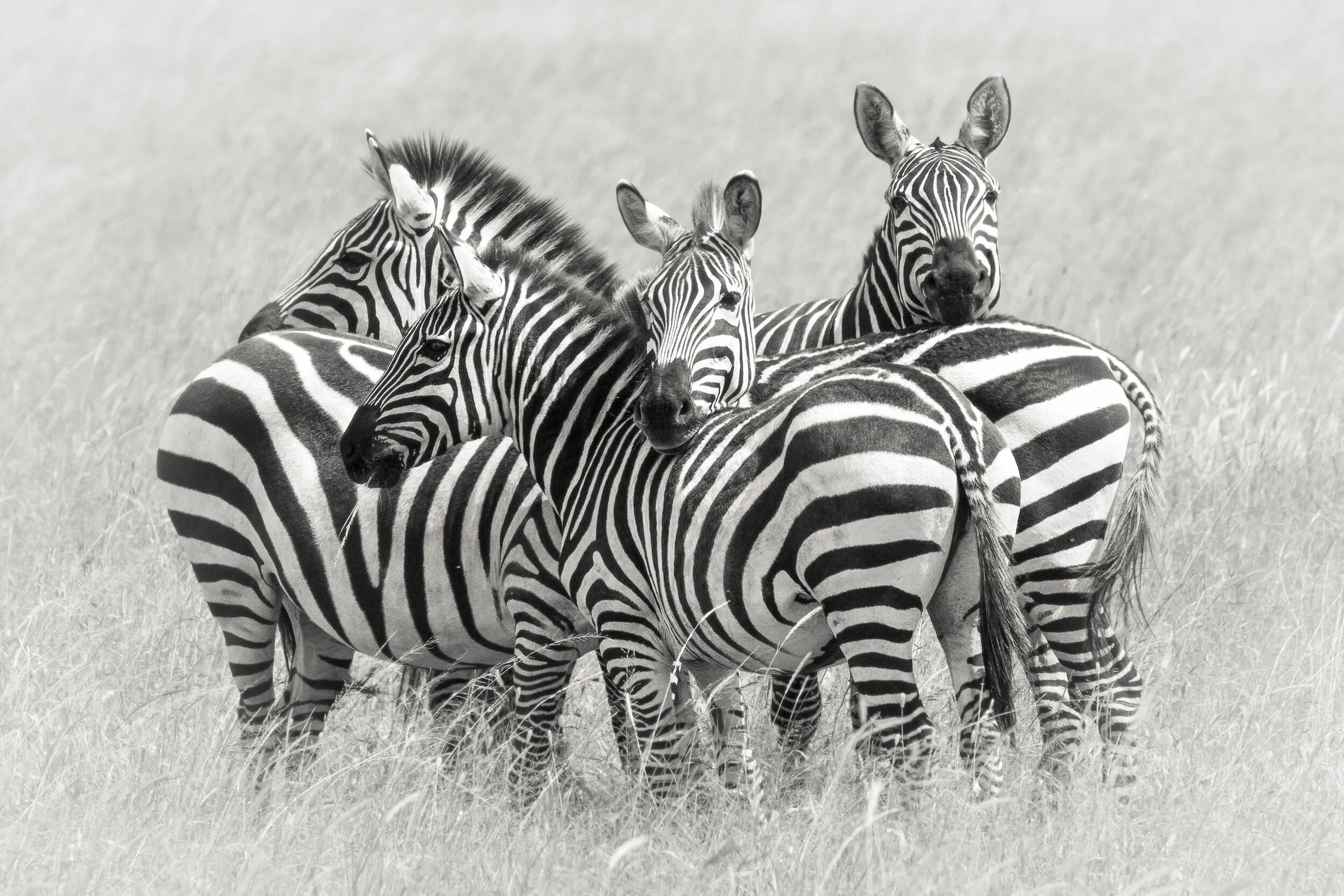 Zebra работа