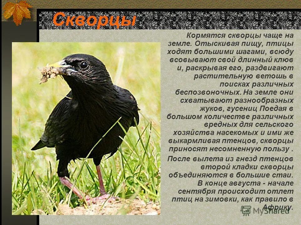 Скворец презентация. Птица которая ходит по земле. Какую пользу приносит скворец природе.