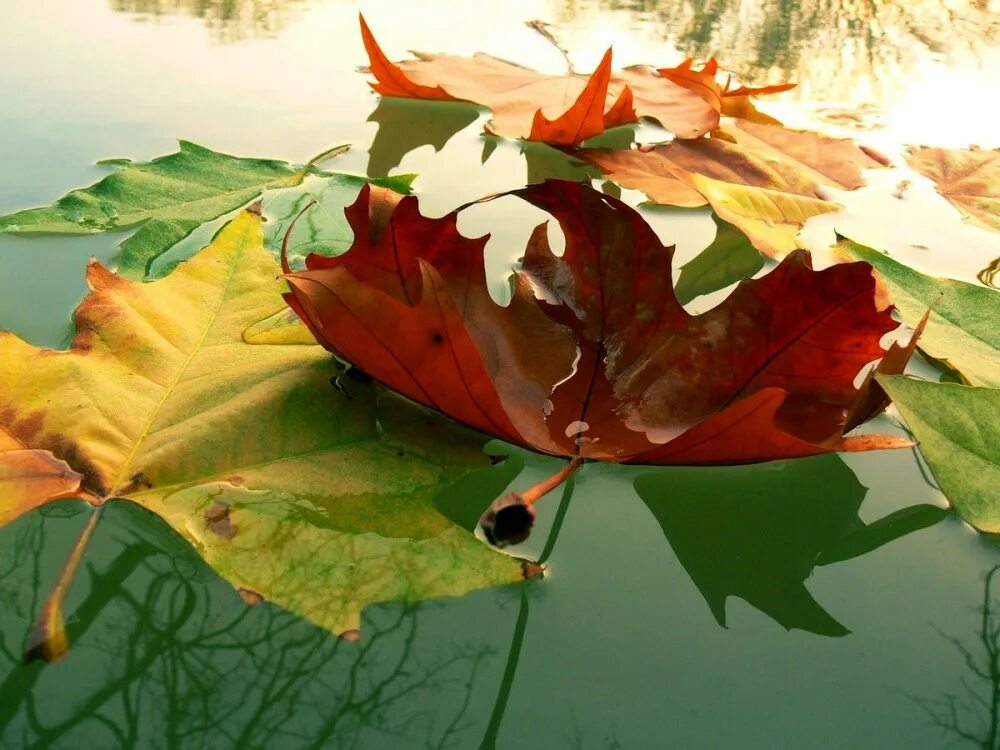 Осенние листья на воде. Листья плывут по реке. Осенние листья в луже. Осень кораблик. Листья плывут по речке.