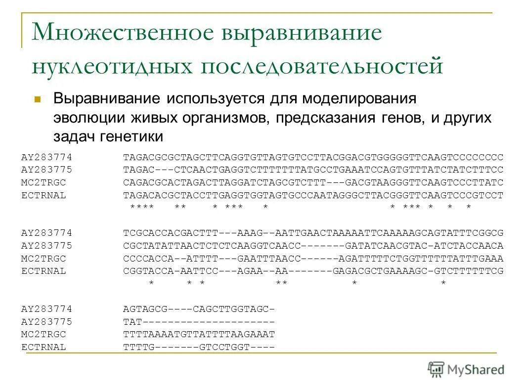 выровненные последовательности. множественное выравнивание биоинформатика. выравнивание аминокислотных последовательностей. выровненные последовательности. выровненные последовательности.