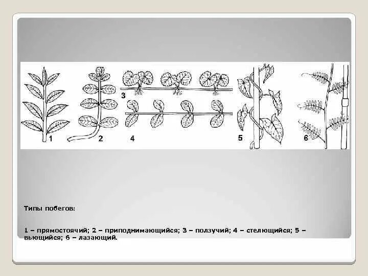 Два типа побегов. Типы побегов. Расположение побегов в пространстве. Прямостоячие, вьющиеся, лазающие, ползучие побеги. Побеги по положению в пространстве.