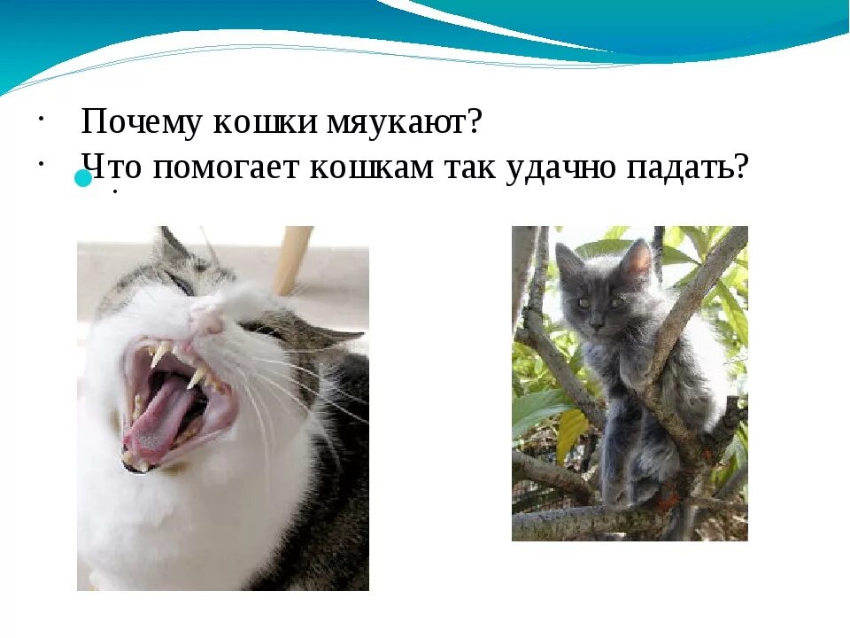 Почему мяукает часто. Кот мяукает. Почему коты мяукают. Кот ходит и мяукает без причины. Почему кошка мяукает без причины.