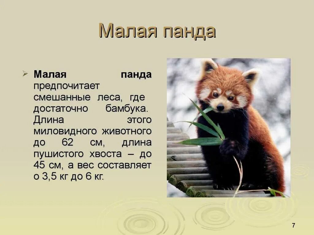 Опишите какое нибудь животное